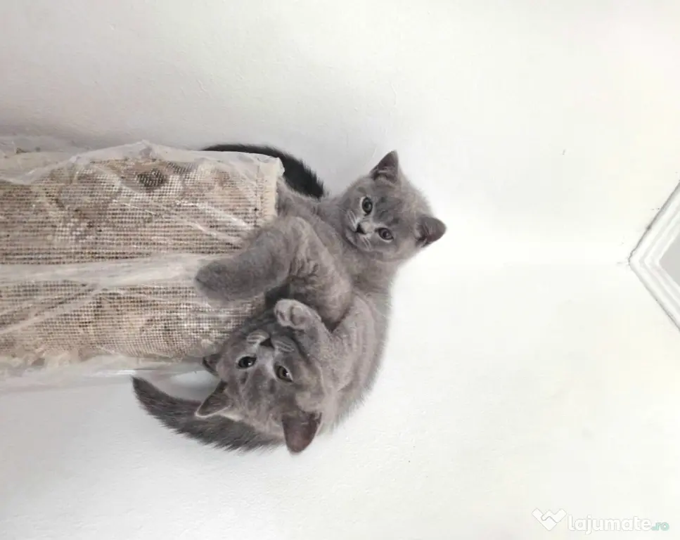 Motănel British Shorthair Blue