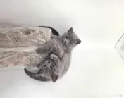 Motănel British Shorthair Blue 