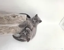 Motănel British Shorthair Blue