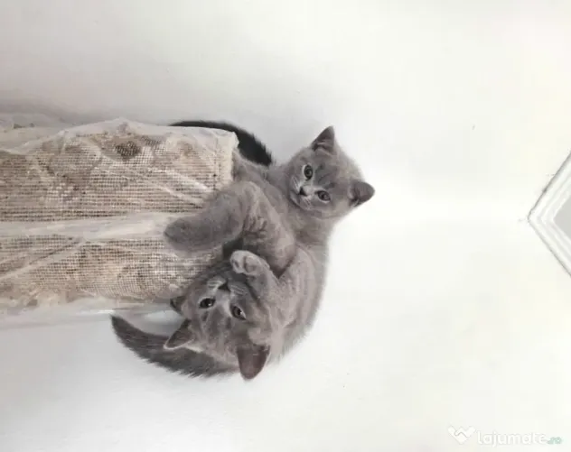 Motănel British Shorthair Blue