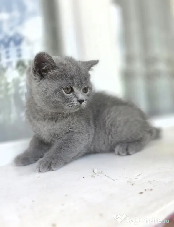 Motănel British Shorthair Blue