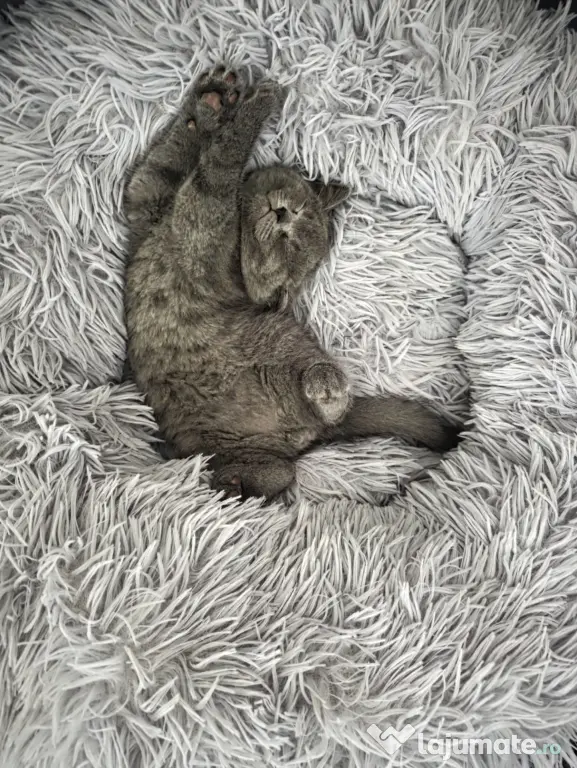 Motănel British Shorthair Blue