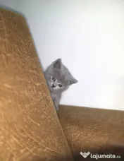 Motănel British Shorthair Blue 