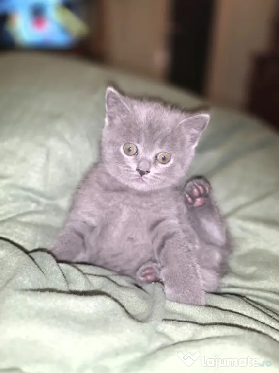Motănel British Shorthair Blue