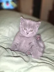Motănel British Shorthair Blue 