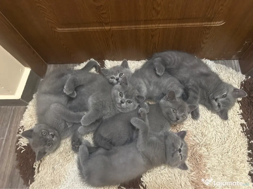Pui Pisica British Shorthair