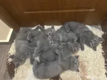 Pui Pisica British Shorthair