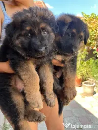 4 puii Ciobanesc German - Line deosebita