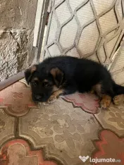 4 Pui Ciobanesc German - Linie deosebita 