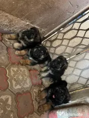4 Pui Ciobanesc German - Linie deosebita 