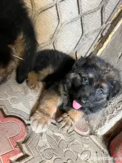 4 Pui Ciobanesc German - Linie deosebita 