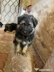 4 Pui Ciobanesc German - Linie deosebita 
