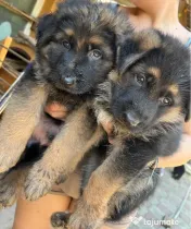 4 Pui Ciobanesc German - Linie deosebita 