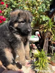 4 Pui Ciobanesc German - Linie deosebita 