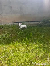 Fetiță chihuahua 10 săptămâni 