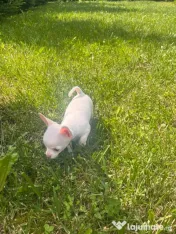 Fetiță chihuahua 10 săptămâni 
