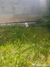 Fetiță chihuahua 10 săptămâni 