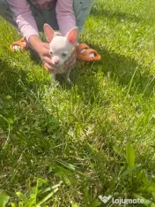 Fetiță chihuahua 10 săptămâni 