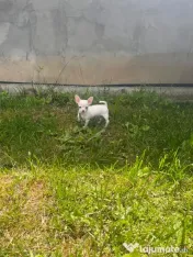Fetiță chihuahua 10 săptămâni 