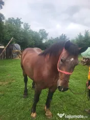 Cal semi-greu 
