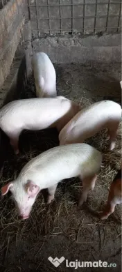 Purcei disponibili 