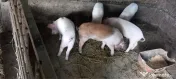 Purcei disponibili 