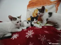 Adopție pisoi 6 săptămâni. București