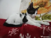 Adopție pisoi 6 săptămâni. București 