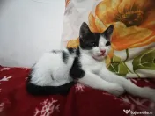 Adopție pisoi 6 săptămâni. București 