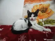 Adopție pisoi 6 săptămâni. București 