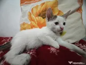 Adopție pisoi 6 săptămâni. București 
