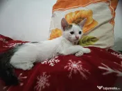 Adopție pisoi 6 săptămâni. București 
