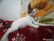 Adopție pisoi 6 săptămâni. București 