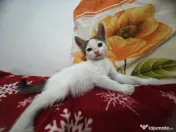 Adopție pisoi 6 săptămâni. București 