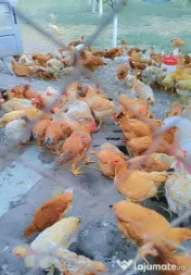 🐓 Vânzare cocoși tineri și viguroși! 🐓 