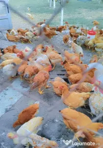 🐓 Vânzare cocoși tineri și viguroși! 🐓