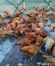 🐓 Vânzare cocoși tineri și viguroși! 🐓 