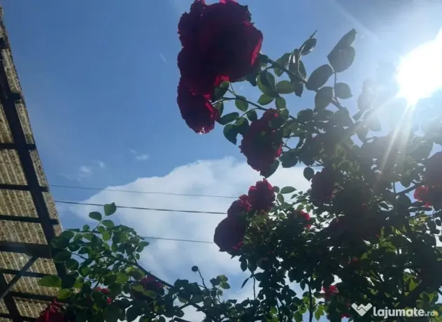 Casă de vânzare Ostrov Constanța