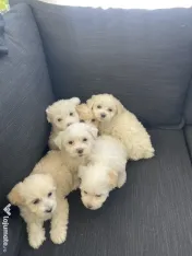 Puiuți Bichon Maltez