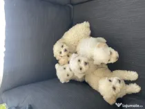 Puiuți Bichon Maltez