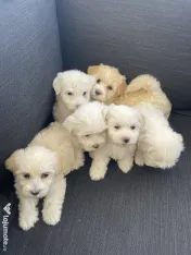 Puiuți Bichon Maltez