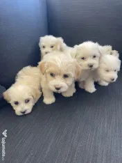 Puiuți Bichon Maltez