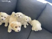 Puiuți Bichon Maltez