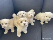 Puiuți Bichon Maltez