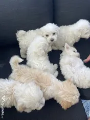 Puiuți Bichon Maltez