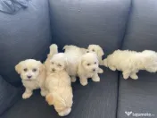 Puiuți Bichon Maltez
