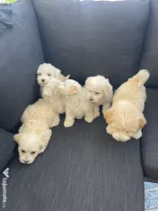 Puiuți Bichon Maltez