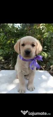 Puiuți de Labrador 
