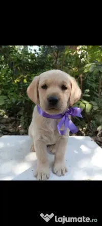 Puiuți de Labrador 