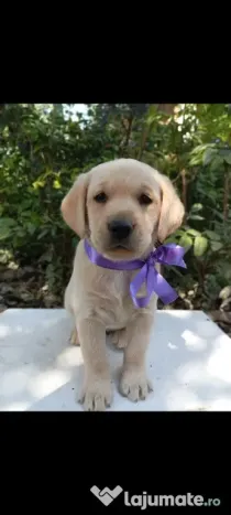 Puiuți de Labrador